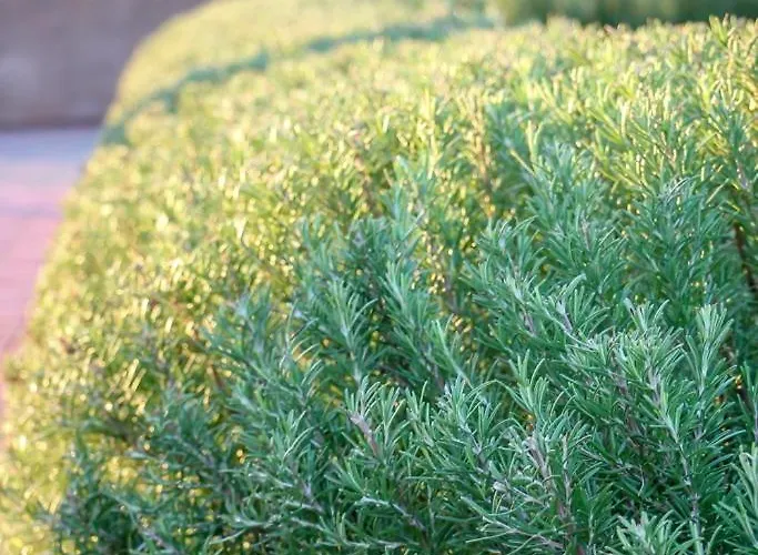 شقة Family-friendly With Swimming Pool Nevidjane, Pasman - 18054 Neviđane